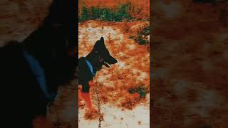 German shepherd dog barking  gsd dog barking dog barking puppy barkingangrypuppy funnyanimal [upl. by Ashia869]