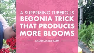 A Surprising Tuberous Begonias trick that produces more Blooms [upl. by Conal]