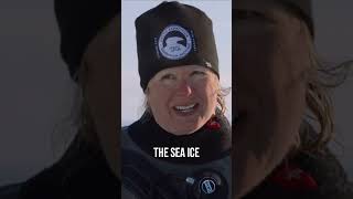 The Melting Crisis in the Arctic [upl. by Tamarah]