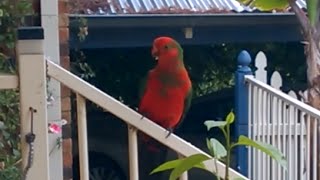 Wild Australian King Parrots coming to visit [upl. by Hnahk74]