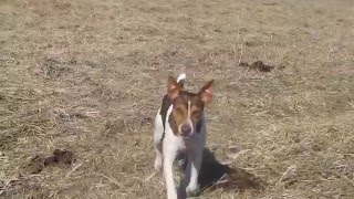 Rat Terriers out in the field hunting [upl. by Aihsele]