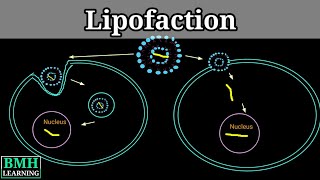 Lipofection  Liposome Mediated Transfection  Liposomal Transfection [upl. by Riorsson]