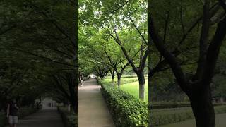 Xi’an Jiaotong University after Raining  travel chinatourism chineseart subscribe [upl. by Ednalrim]