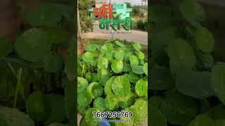 quotCentella Asiatica Benefits 🌱  Natural Healing amp Skincarequot  Shree Nursery [upl. by Norej]