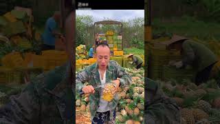 China i pineapple is farming food [upl. by Oira]