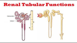 Assessment of Tubular Function of Kidneys Kidney function Tests [upl. by Herc965]