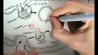 Immunology  Innate Immunity MHC processing [upl. by Lecram]