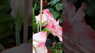 AFRODITA hippeastrum gardenflowers amaryllis plantas flowers [upl. by Alysa]