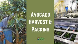 How Avocados Are Harvested amp Packed [upl. by Psyche]