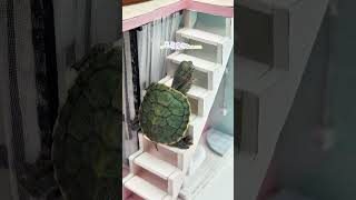 小烏龜不想爬樓梯 tortoise funny turtle followme cute like share shorts [upl. by Niwhsa]