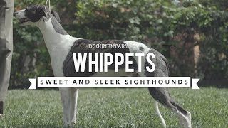 ALL ABOUT WHIPPETS SWEET AND SLEEK SIGHTHOUND [upl. by Garold]