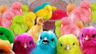 Catch Cute Chickens Colorful Chickens Rainbow Chicken Cute CatsDucksAnimals Cutehermit crabs 1 [upl. by Aelhsa437]