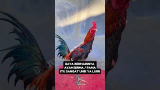 GAYA BERMAINNYA AYAM BIRMA  PAMA ayam iklan creatorpemula hobiayam botohmuda peternakayam [upl. by Bar]