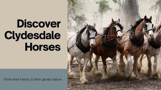 The Clydesdale Horse Breed [upl. by Mages]