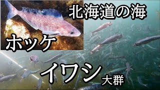 ホッケとイワシの水中映像【 北海道 釣り 】 [upl. by Osher378]