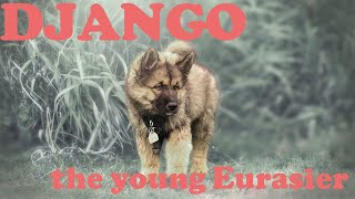 Eurasier Dog Django  Mix of Samojede ChowChow and Wolfsspitz [upl. by Suzette108]