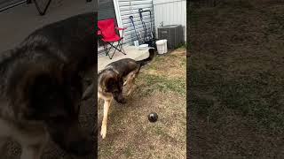 Charlie plays fetch shorts germanshepherdpuppy viraldogsvideos cutedogs 1kviews subscribe [upl. by Hausner534]