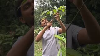 Mango tree pruning in India  mangotreepruning farming indiannurserytips [upl. by Zeuqram]