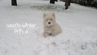 Westies first winter [upl. by Fujio505]