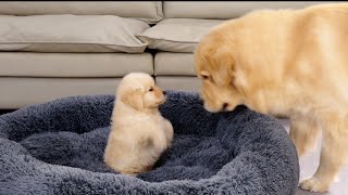 Golden Retriever Puppy Steals Dads Bed Funny Dog Reaction [upl. by Nicol]