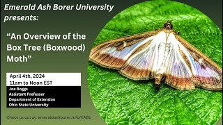 An Overview of Box Tree Boxwood Moth [upl. by Reina]