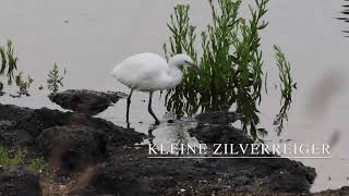 DeKleine ZilverReiger aan het vissen film HD 1080p [upl. by Lehcor269]