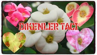 DİKENLER TACI BAKIM Euphorbia Milii [upl. by Willyt]