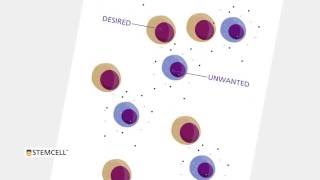 Isolate Desired Cells with EasySep™ [upl. by Skantze948]