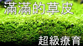 水草修剪篇13來修剪滿滿的挖耳草皮 [upl. by Pears]