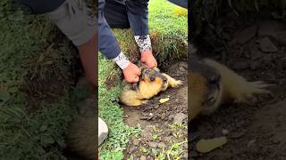 Small Animal Stronger Than Humans shortsvideo [upl. by Martinson]