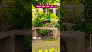 Peacock 🦚 song hindi mor viralshort nature birds [upl. by Einehpets]