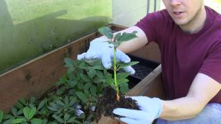 Potting up Rhododendrons at Kincaids Nursery Part 3 Pulling Them Out of the Propagation Frame [upl. by Domel138]