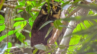 PULSATRIX  AMAZONAS COLOMBIA [upl. by Nnagrom]