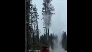 Madill Feller Buncher cutting Snow Covered Pine madill logging fellerbuncher [upl. by Madlin79]