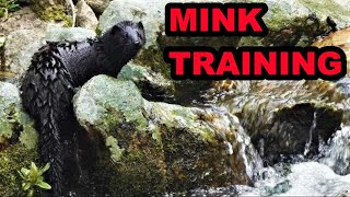 Easy Solution For Training My Mink Spark [upl. by Holmen]