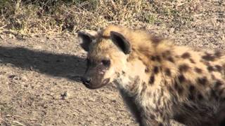 La hyène qui avait faim près de la mare  Fishing Hyena [upl. by Ecilegna]