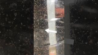 DIY brine shrimp hatchery shorts fishfood brineshrimp [upl. by Nessy]