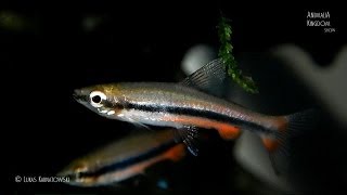 Golden Pencilfish Nannostomus beckfordi  Animalia Kingdom Show [upl. by Sherl]