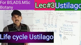 life cycle of ustilago2 [upl. by Dinsmore952]