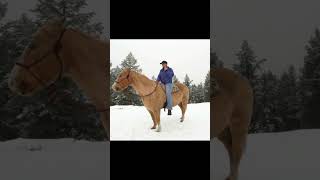 HOW TO TEACH A HORSE TO RIDE IN A HALTER OR A SNAFFLE🐴shortshorseshorseridinghorsetraining [upl. by Gianna]