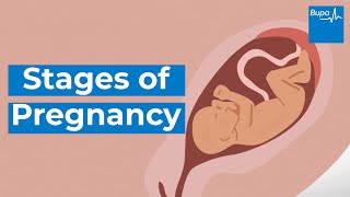 How your baby develops  Stages of pregnancy  Bupa Health [upl. by Llevad]