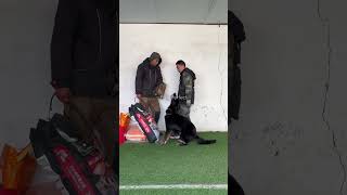 Creating a WellBehaved Dog Dog DogTraining Obedience [upl. by Elnore]