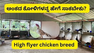 ಅಂಕದ ಕೋಳಿಗಳನ್ನ ಹೇಗೆ ಸಾಕಬೇಕು  Aseel chicken farming kadalateera agriculture [upl. by Evangelina]