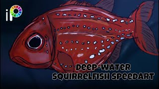 Deepwater squirrelfishSquirrelfish sp speedart [upl. by Oiretule]