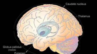 Basal Ganglia [upl. by Opaline]