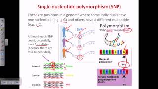 Single nucleotide polymorphism SNP [upl. by Nylrahc911]