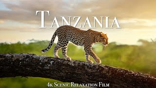 Tanzania amp Serengeti 4K  Scenic Wildlife Film With African Music [upl. by Ruth]