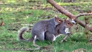 Frollicking Furballs aka Squirrels Mating [upl. by Kciredorb]