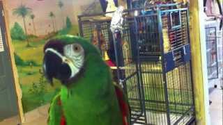 Liu the severe macaw talking at the Wilson Parrot Foundation 3 [upl. by Aleit512]