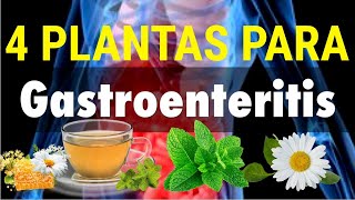 4 Plantas Medicinales Para Rescatarte De La Gastroenteritis 🌿 [upl. by Haret800]